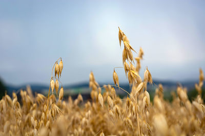 Close-up of stalks in field against sky