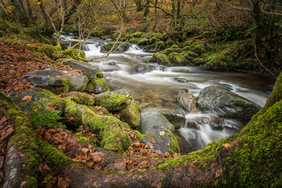 Stream flowing through rocks in forest