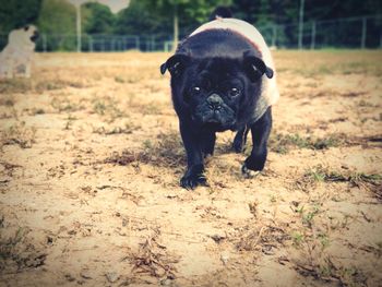 Portrait of puppy on field