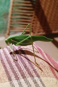 Close-up of insect on leaf