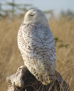 Close-up of bird perching outdoors