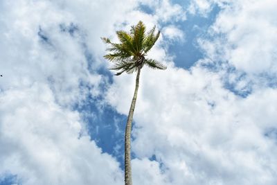 Low angle view of coconut palm tree against sky