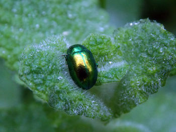 Close-up of insect on plant