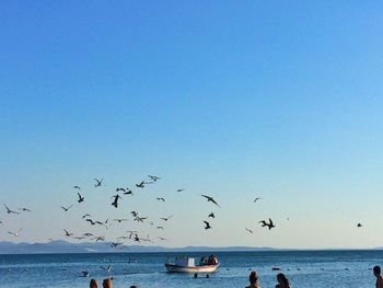 Birds flying over sea against clear blue sky