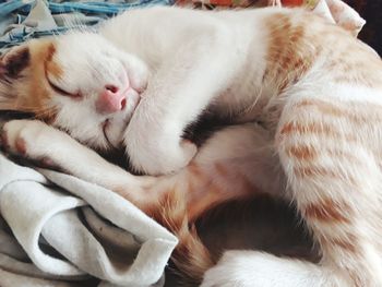 Close-up of cat sleeping on bed