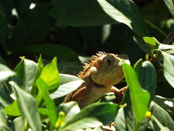 Close-up of lizard on plant