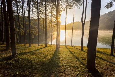 Trees in forest during sunset