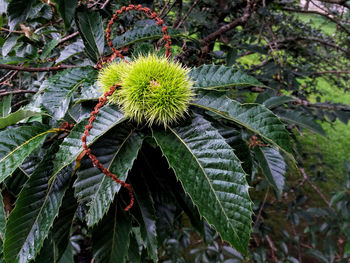 Close-up of fruit growing on tree