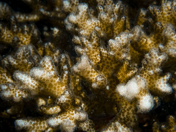 Close-up of jellyfish in sea