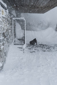 Dog in snow