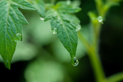 Close-up of wet plant leaves