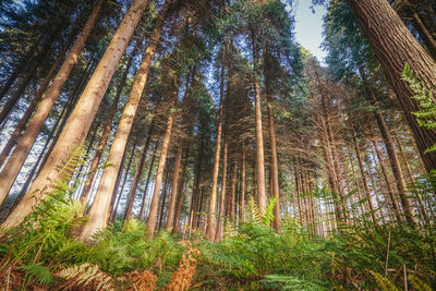 Low angle view of trees in forest