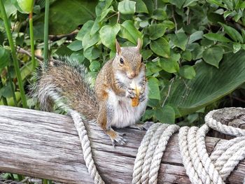 High angle view of squirrel on wooden fence