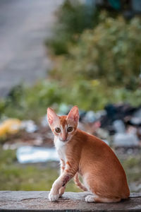 Portrait of wounded cat