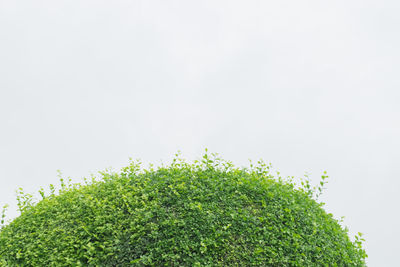 Green plant against white background