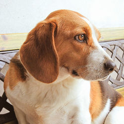 Close-up of dog