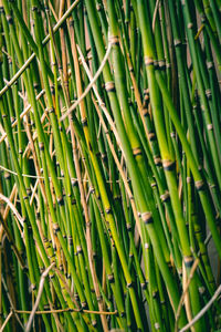 Full frame shot of bamboo plants