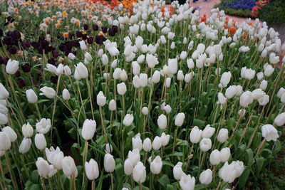 Close-up of white flowering plants in field