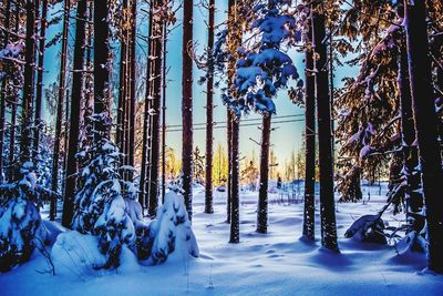 Bare trees on snow covered field