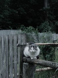 Cat sitting on wooden fence