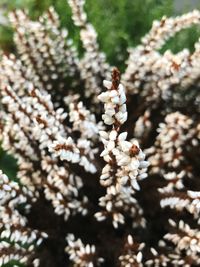 Close-up of bee on white flower tree