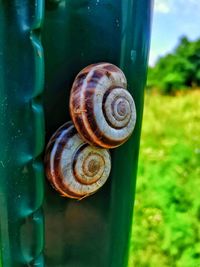 Close-up of snail