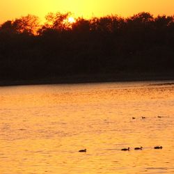View of birds swimming in lake during sunset