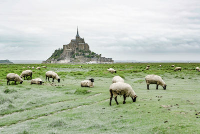 Flock of sheep on field