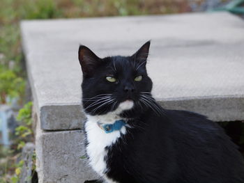 Close-up of black cat