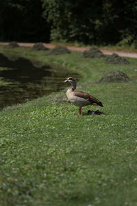 Side view of a bird in water