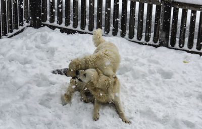 Dogs on snow covered field