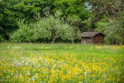 Scenic view of grassy field against trees and plants