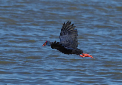 Bird flying over lake