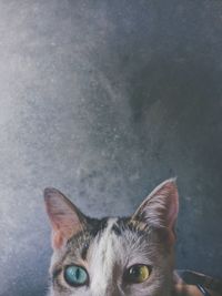 Portrait of cat