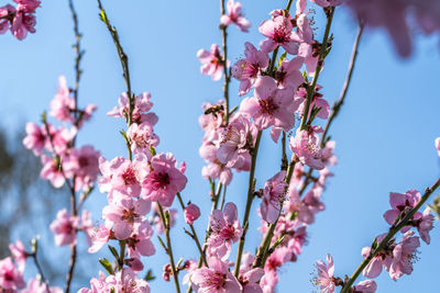 Close-up of pink cherry blossoms in spring