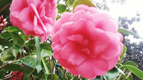 Close-up of pink flowers