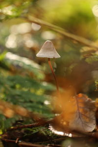 Close-up of mushroom