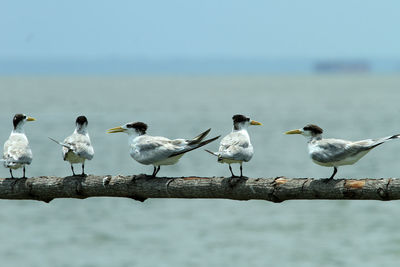 Birds perching on sea shore