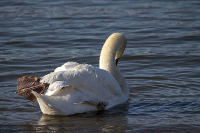 Swan swimming in lake