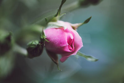 Close-up of pink rose blooming outdoors