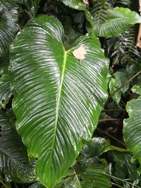 Close-up of fresh green plant