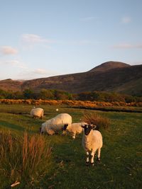 Sheep in a field