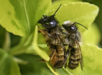 Close-up of paring bees on a plant
