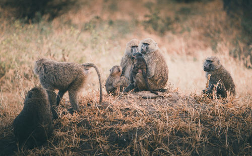 Baboons standing on field
