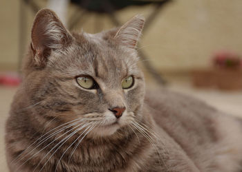 Close-up portrait of cat