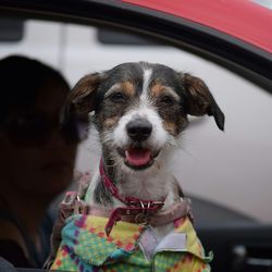 Close-up portrait of a dog