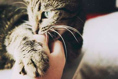 Close-up of hand with cat