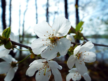 Close-up of white apple blossoms in spring