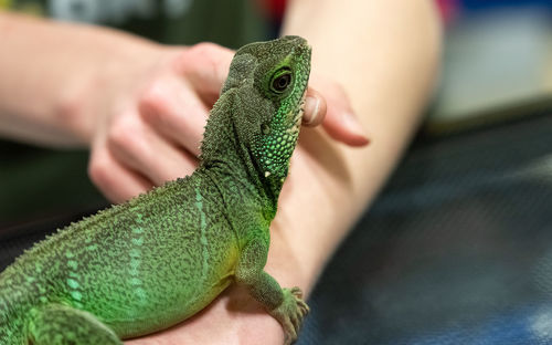 Close-up of a hand holding lizard