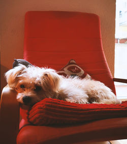 Dog relaxing at home